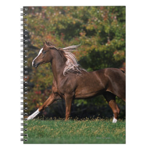 Carnet Cheval arabe fonctionnant dans le domaine herbeux