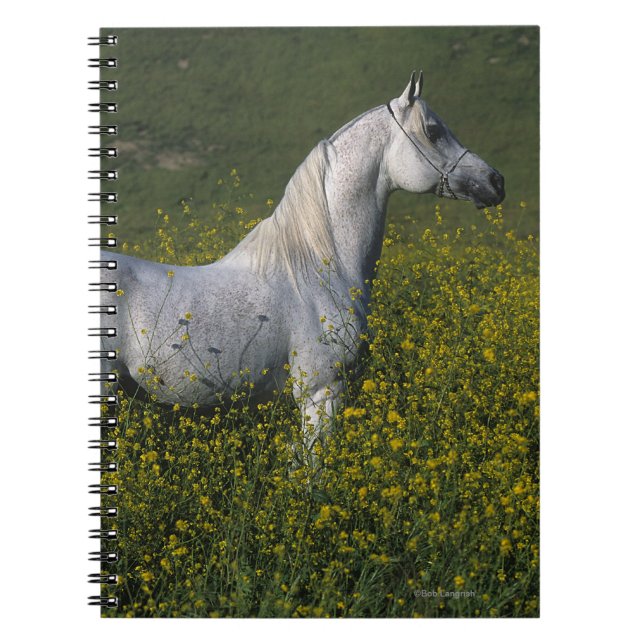 Carnet Cheval arabe se tenant en fleurs (Devant)