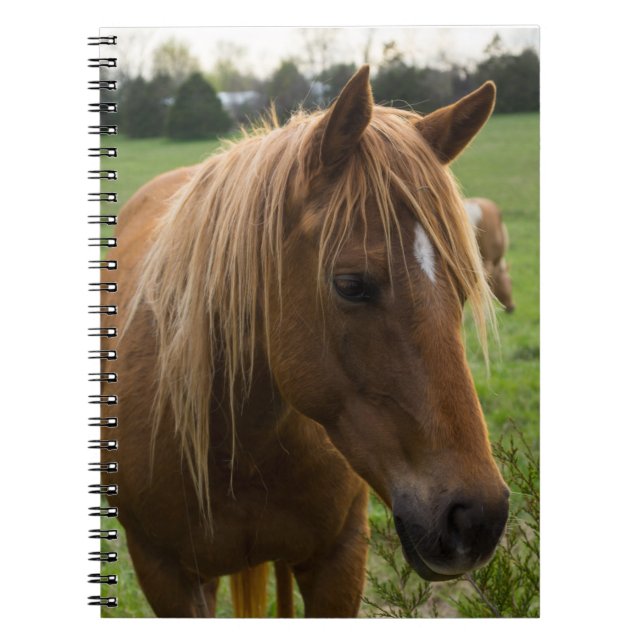 Carnet Cheval Bonjour (Devant)