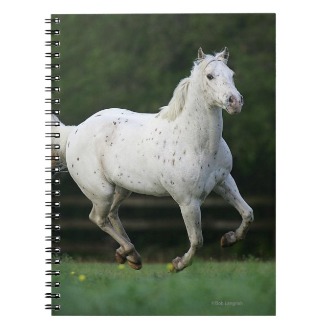 Carnet Cheval d'Appaloosa courant 1 (Devant)