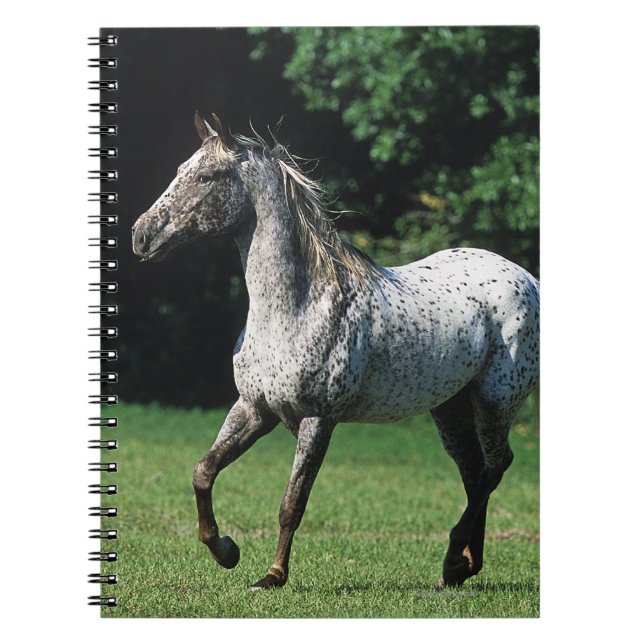Carnet Cheval d'Appaloosa courant 2 (Devant)