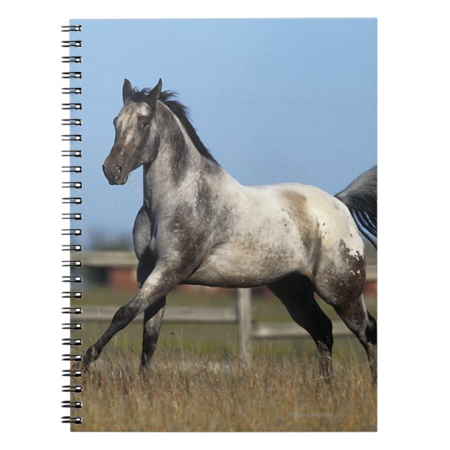 Carnet Cheval d'Appaloosa courant 3 (Devant)