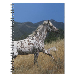 Carnet Cheval d'Appaloosa courant la montagne