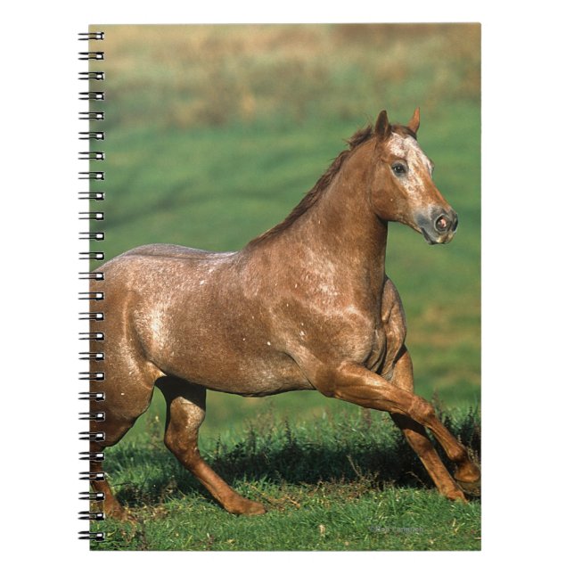 Carnet Cheval d'Appaloosa fonctionnant dans le domaine (Devant)