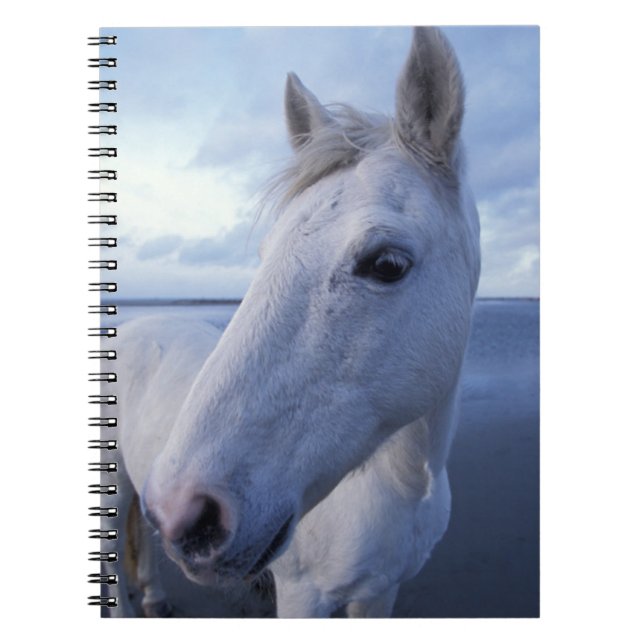 Carnet Cheval de Camargue (Devant)