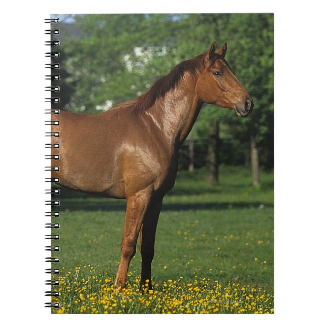 Carnet Cheval de pur sang en fleurs (Devant)