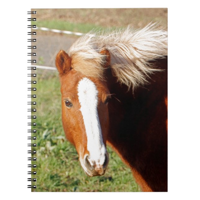 Carnet Cheval islandais 001 (Devant)