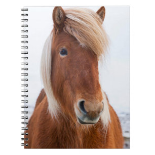Carnet Cheval islandais en hiver