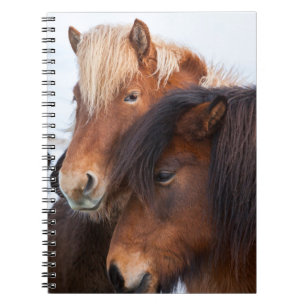 Carnet Cheval islandais en hiver en Islande