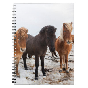 Carnet Cheval islandais en hiver en Islande