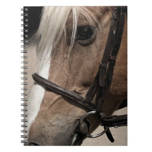 Carnet Cheval Palomino en Bridle