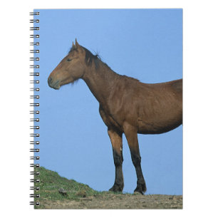 Carnet Cheval sauvage de mustang