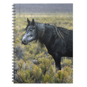 Carnet Cheval sauvage de mustang dans le désert