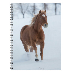 Carnet Cheval seul courant dans la neige