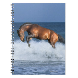 Carnet Chevaux d'imaginaire : Selle Francais et mer
