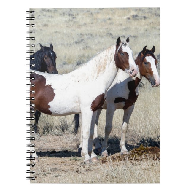 CARNET CHEVAUX SAUVAGES (Devant)