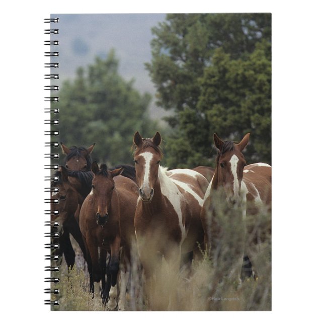 Carnet Chevaux sauvages 2 de mustang (Devant)