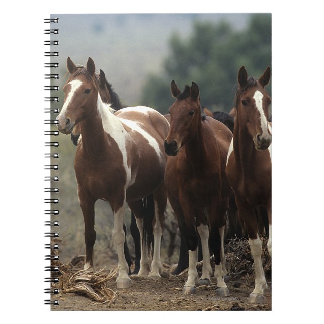Carnet Chevaux sauvages 7 de mustang (Devant)