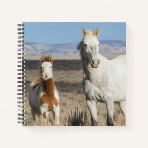 Carnet Chevaux sauvages chez eux dans le bassin de Sandwa