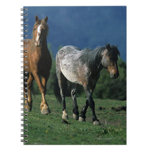Carnet Chevaux sauvages de mustang
