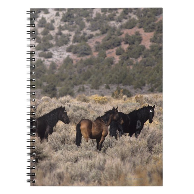 Carnet Chevaux sauvages de mustang dans le désert 2 (Devant)