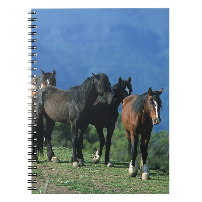 Carnet Chevaux sauvages de mustang dans les montagnes (Devant)