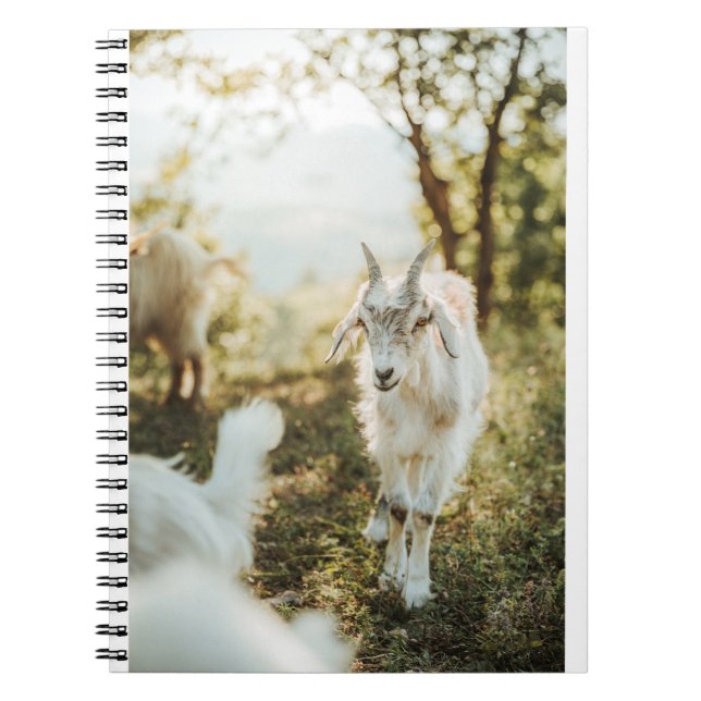 Carnet Chèvres, chèvres et chèvres (85) (Devant)