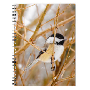 Carnet Chickadee au plafond noir - Photo originale