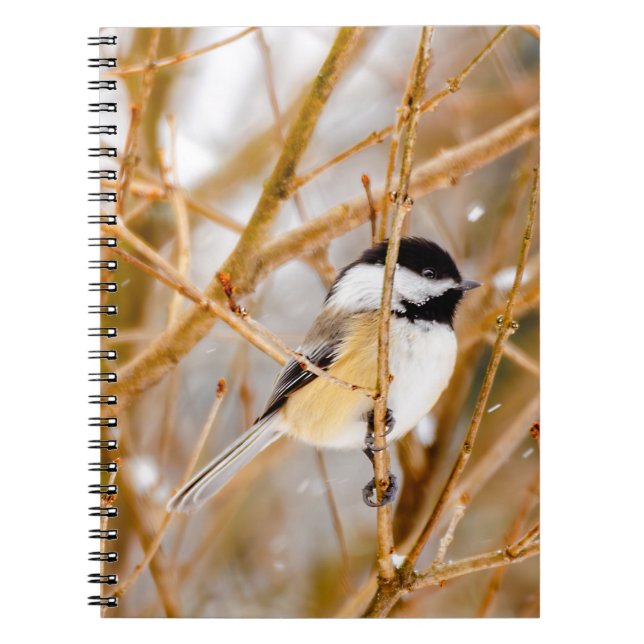 Carnet Chickadee au plafond noir - Photo originale (Devant)