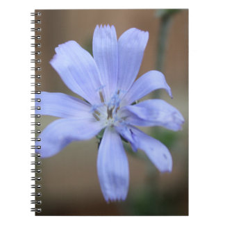 Carnet Chicorée