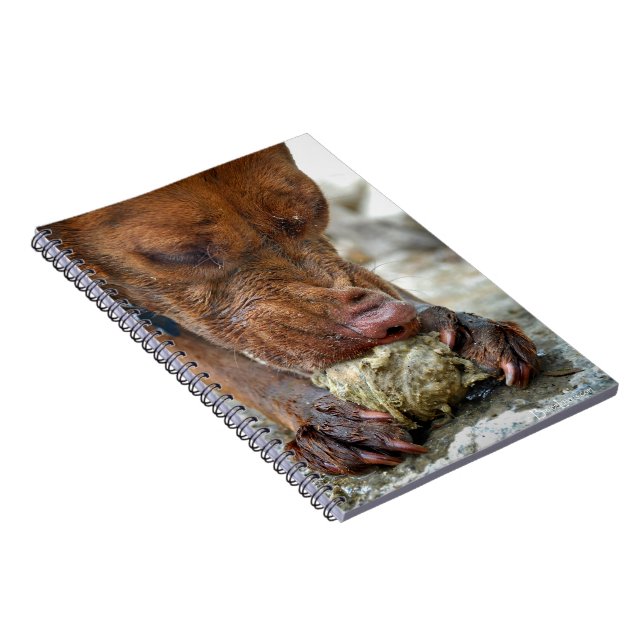 Carnet Chien à mâcher / Gros plan / Macro (Côté Droit)