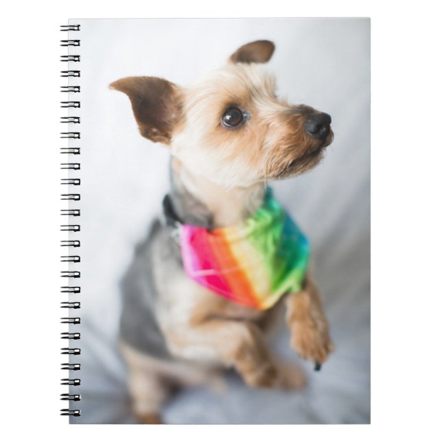 Carnet Chien arc-en-ciel gay pride | Yorkshire Terrier (Devant)