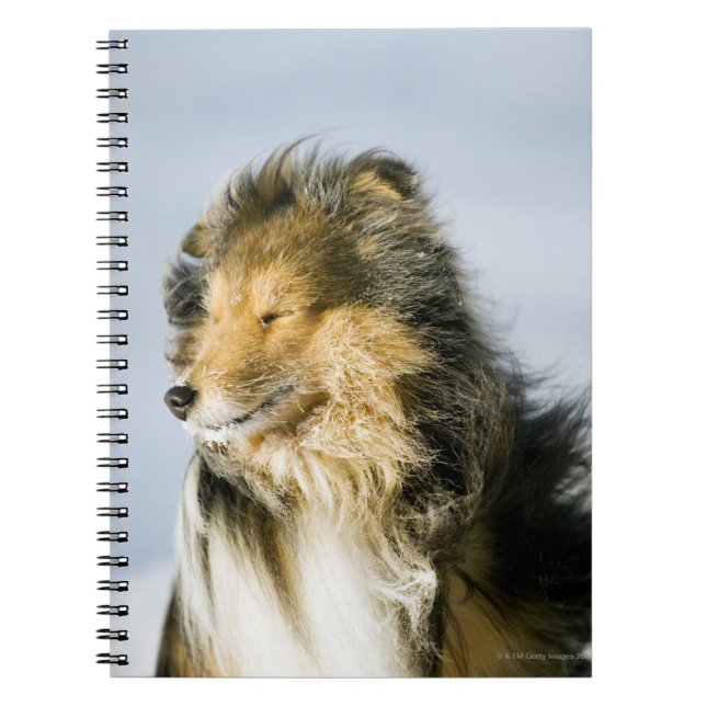 Carnet Chien de berger de Shetland (Devant)