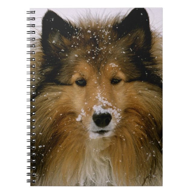 Carnet - chien de berger de Shetland dans la neige (Devant)