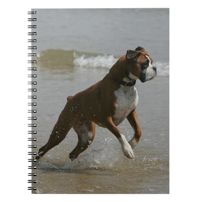 Carnet Chien de boxeur dans l'eau (Devant)