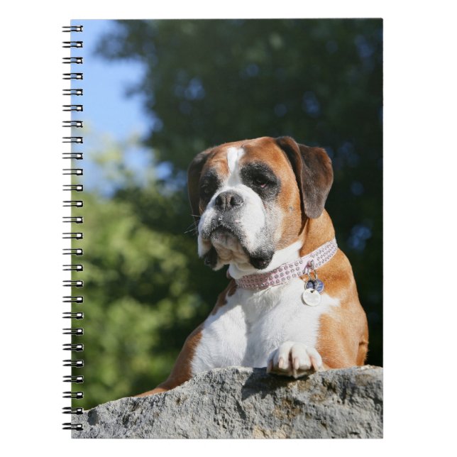 Carnet Chien de boxeur s'étendant sur une roche (Devant)