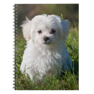Carnet Chien de chiot maltais blanc farci