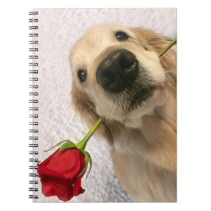 Carnet Chien de golden retriever avec le rose rouge