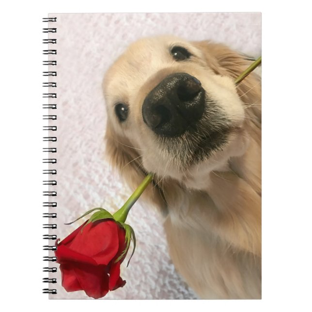 Carnet Chien de golden retriever avec le rose rouge (Devant)