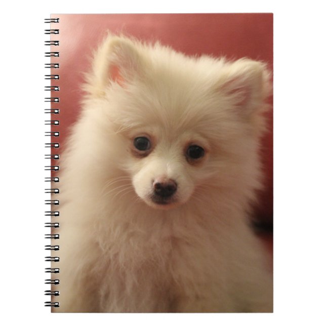 Carnet Chien de Poméranie mignon (Devant)