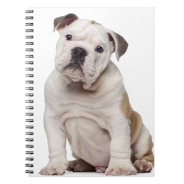 Carnet Chien de taureau anglais (2 mois) (Devant)