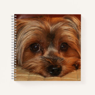 Carnet Chien de Terrier du Yorkshire