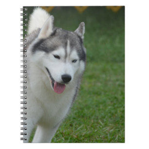 Carnet Chien de traîneau sibérien mignon