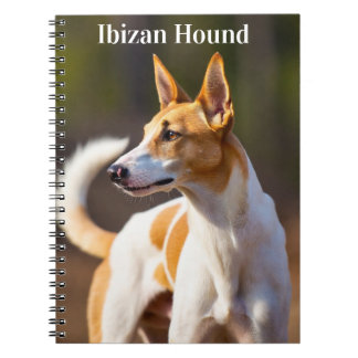 Carnet Chien d'Ibiza