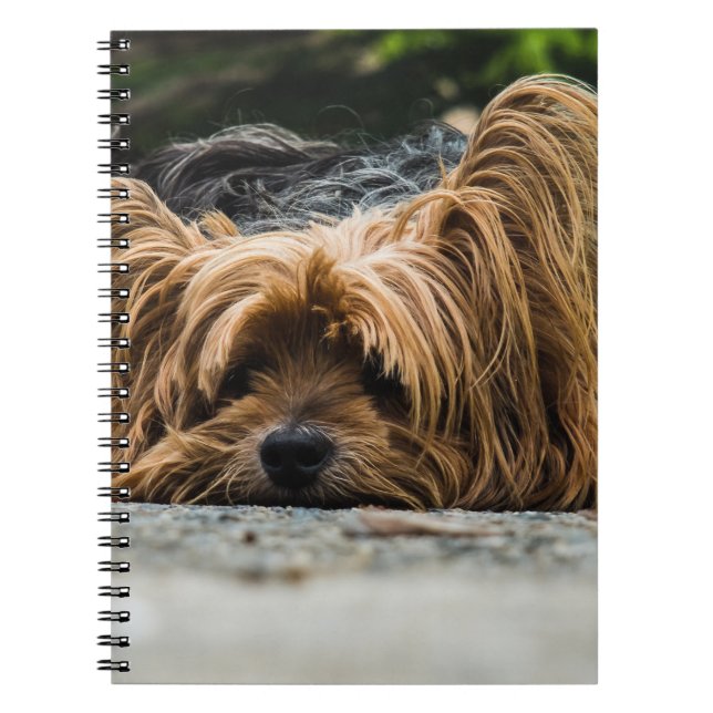 Carnet Chien du Yorkshire Terrier (Devant)