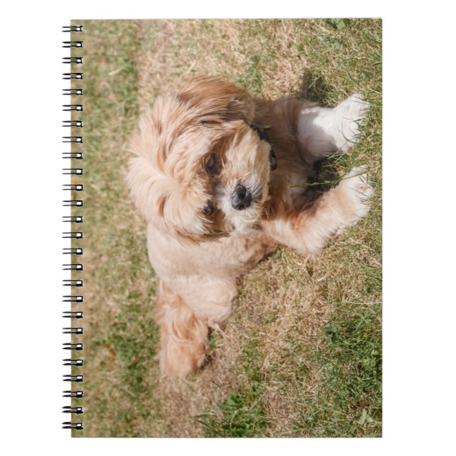 Carnet Chien Lhasa Apso (Devant)
