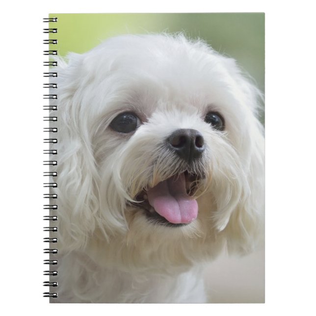Carnet Chien maltais blanc (Devant)