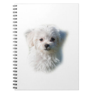 Carnet Chien maltais mignon