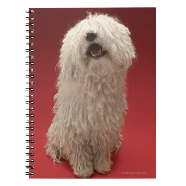 Carnet Chien mignon de Komondor (Devant)