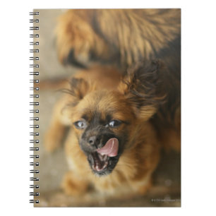 Carnet Chiens de Pekingese